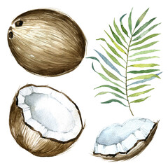 Watercolor nut illustration, coconut jpg