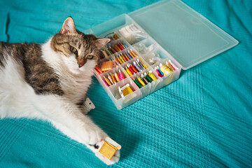 a spotted furry cat holds a skein with floss threads in its white paws. lies with his head on a box...