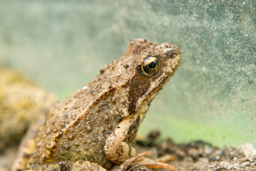 common frog (Rana temporaria), also known as the European common frog. European common brown frog or European common frog sitting on a piece of wood near the window