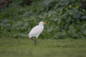 Cattle egret looking for worms