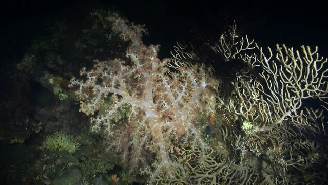 Underwater environment of Bali reveals of nature miracles through its soft corals. Delicate soft corals in marine environment of Bali present truly remarkable sight.