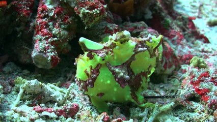 Green anglerfish serves as captivating example of underwater wonders. Green angler fish stand out in underwater realm, captivating observers with their distinct appearance. Close-up.