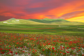 Wonderful landscape with wild flowers and romantic sunset in mountain, Italy