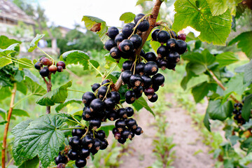 Blackcurrant branch with berries and leaves