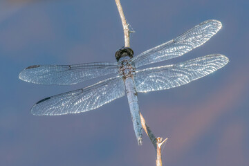 Male Eastern Pondhawk Dragonfly in Hartley Reservoir Wildlife Management Area, Rochester, Massachusetts