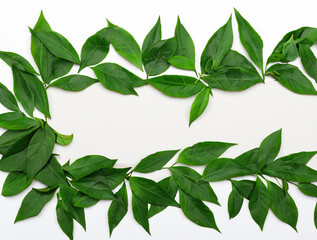 Fototapeta premium Botanical Elegance: Green Leaves Isolated on White, Bringing a Touch of Nature to Your Design Projects