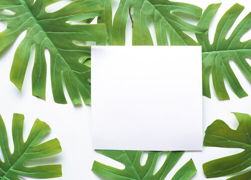 Fresh and Vibrant: Green Leaves Frame and Border on White Background, Organic Design Concept