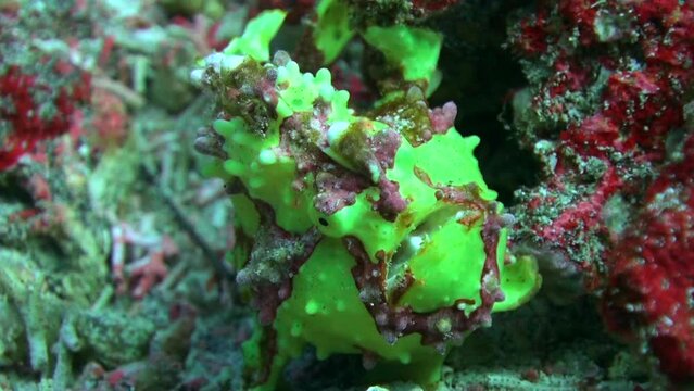 Green angler fish in underwater realm is testament to diversity of marine life. Witnessing green anglerfish in underwater realm is mesmerizing experience of encountering truly special creature.