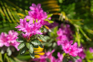 春の陽を浴びるサツキのピンクの花