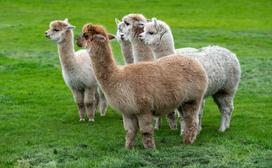 Naklejka premium Llama, Alpacas 