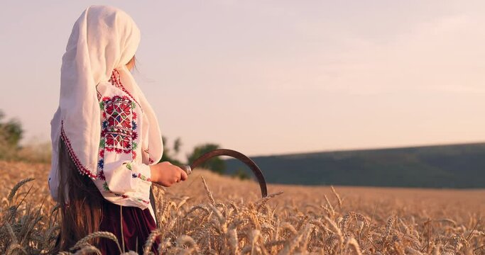 Wheat field sunset harvest and farmer woman bulgarian girl in ethnic folklore costume hold golden wheat straws and sickle in hands, harvesting and agriculture in Bulgaria
