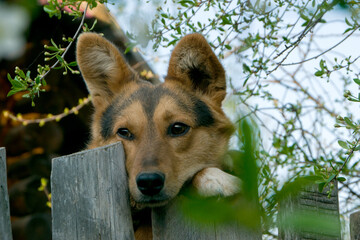 yard dog looks out from behind the wooden fence of a village house. A close-up dog stands on the fence with its front paws against the backdrop of cherry blossoms
