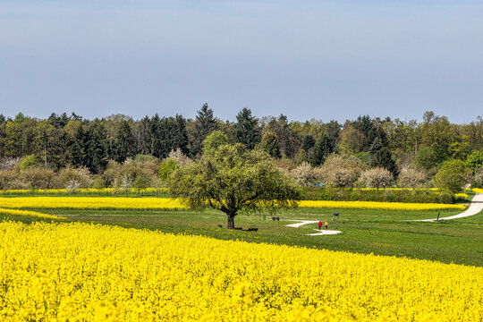 Cherry blossoms on the hills around Kalchreuth, Germany in Franconian Switzerland