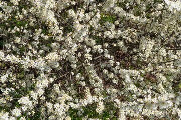 White Cherry Flowers, Spring Tree Texture Background, Blossoming Sakura Branches in Japanese Garden
