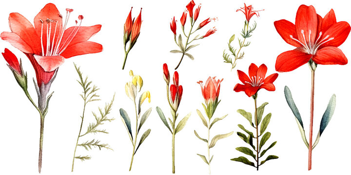 Bundle of Watercolor Illustrations Set of hesperantha coccinea flowers with Expressions of Leaves and Branches