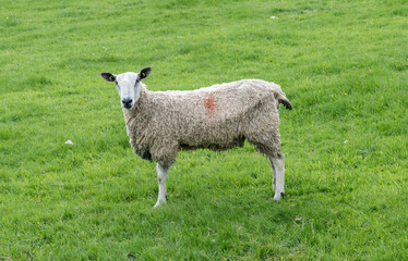 UK Farmland and Countryside - North Yorkshire Moors