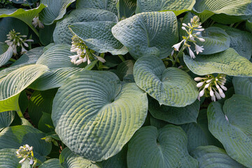 Hosta Leaves Texture Background, Hostas Leaf Nature Pattern, Big Daddy Leaves, Plantain Lilies