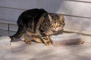 stray cat fed from a plastic cup placed on the side of the wall