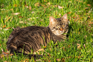 cute cat lying down on the grass