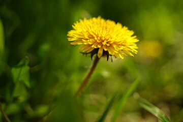 Yellow dandelion flower on blurred green grass background.