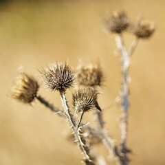 Obraz premium Thorn dry plant bush growing in sunny field.