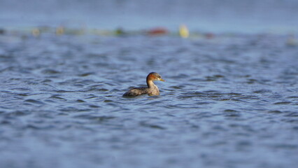beautiful dove on the sea 