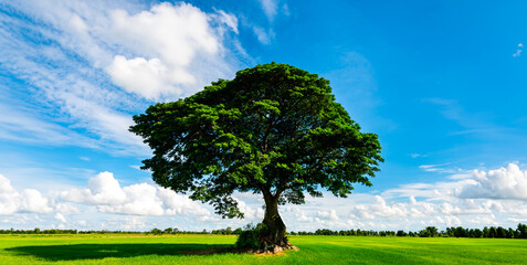 Lonely green  tree in the rice fields.Lonely green tree standing on the meadow. Sunny summer...