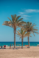 palm trees on the beach