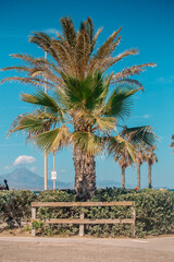palm trees on the beach