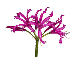 Close up backsIde view of single fuchsia pink Nerine flower, isolated on cutout on transparent...