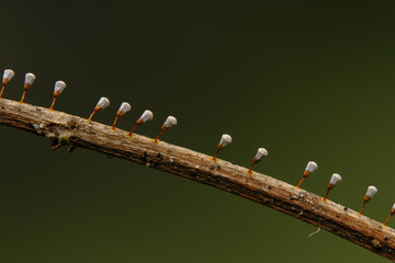 変形菌　サカズキホコリ