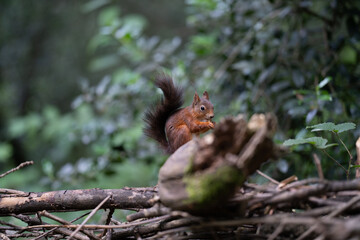 Eichhörnchen