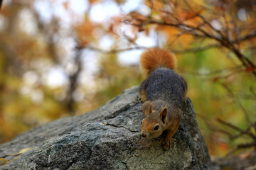  a squirrel takes biscuits, walnuts, and almonds from people on a hiking trail in the outskirts of Tehran. In recent years, wildlife has again been living near humans .