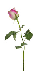 Side view of soft pink rose with off white edges on stem with green leaves. Isolated cutout on a transparent background.