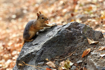  a squirrel takes biscuits, walnuts, and almonds from people on a hiking trail in the outskirts of Tehran. In recent years, wildlife has again been living near humans .