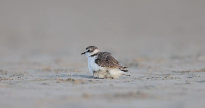 Male Kentish plover protects his chick under his feathers.