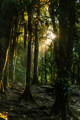 Fototapeta na wymiar Sunlight in the forest