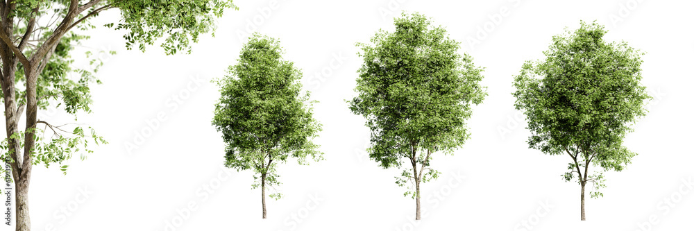Fototapete rosehill white ash trees isolated on transparent background and selective focus close-up. 3d render 