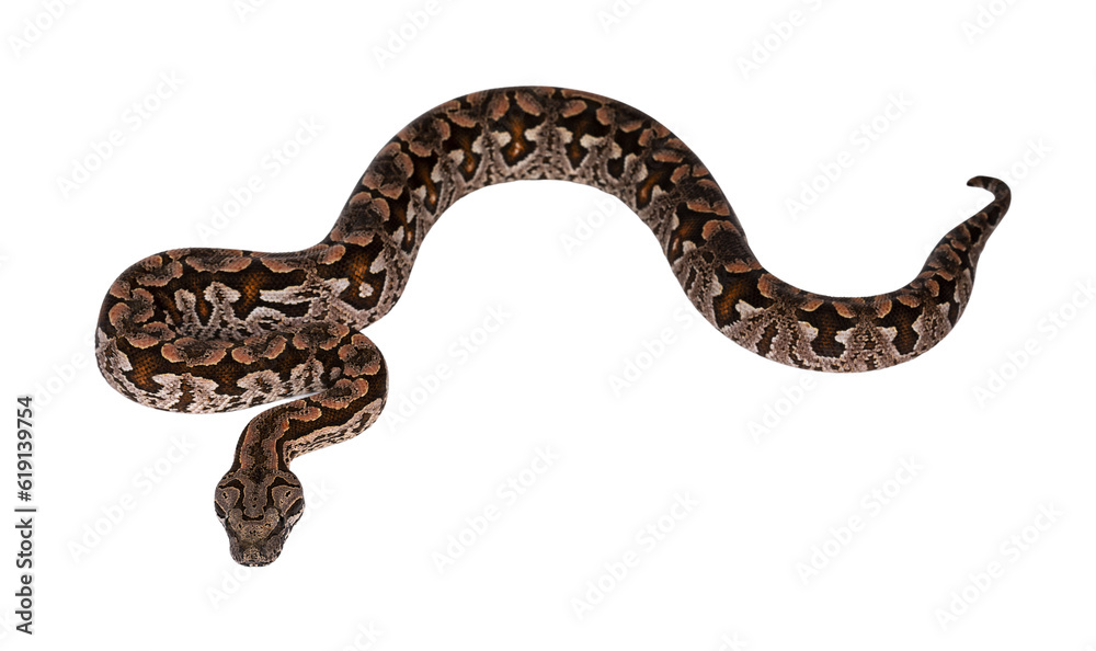 Poster top view full lenght of dumeril's boa aka acrantophis dumerili snake. isolated cutout on transparent