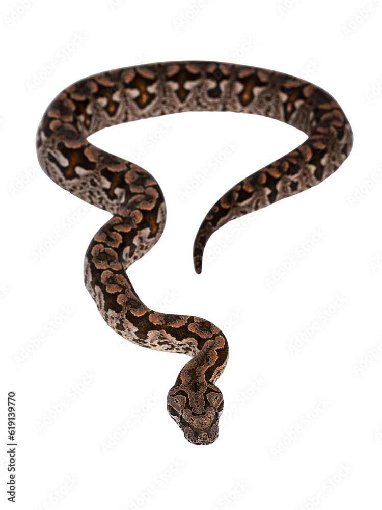 Poster top view full lenght of dumeril's boa aka acrantophis dumerili snake. isolated cutout on transparent