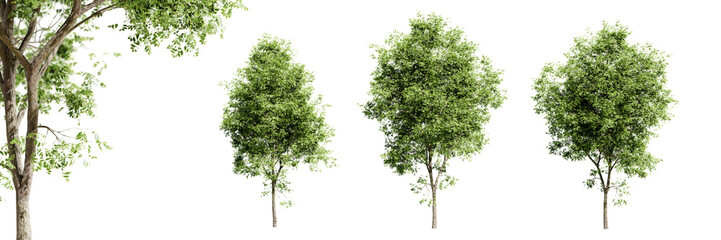 Fototapeta na wymiar Rosehill white ash trees isolated on transparent background and selective focus close-up. 3D render image.