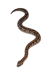 Top view full lenght of Dumeril's boa aka Acrantophis dumerili snake. Isolated cutout on transparent background. - obrazy, fototapety, plakaty