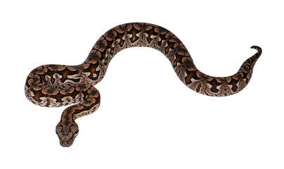 Top view full lenght of Dumeril's boa aka Acrantophis dumerili snake. Isolated cutout on...