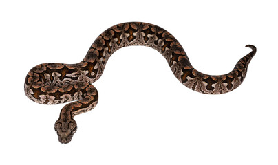 Top view full lenght of Dumeril's boa aka Acrantophis dumerili snake. Isolated cutout on transparent background.
