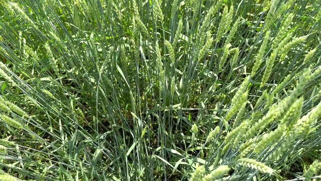 A man moves through a green field of tall wheat, trampling a path. A person steps on green young wheat in a wheat field on a sunny clear day. Tall wheat. 4k video.