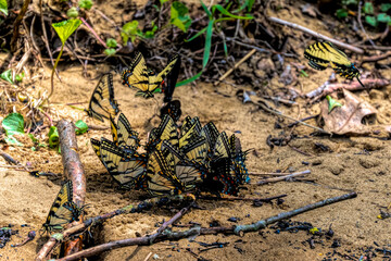  Group of male swallowtail butterflies gathered on the ground around mud puddles or other damp spots. This is a behavior called puddling.