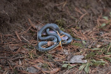 Portrait of small grass snake in the forest