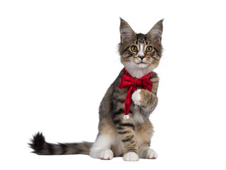 Cute alert brown tabby with white Maine Coon cat kitten, sitting side ways wearing red velvet christmas bow tie. Looking straight to camera. Isolated cutout on transparent background. Who me? expressi