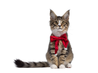 Cute alert brown tabby with white Maine Coon cat kitten, sitting facing front wearing red velvet christmas bow tie. Looking curious straight to camera. Isolated cutout on transparent background.