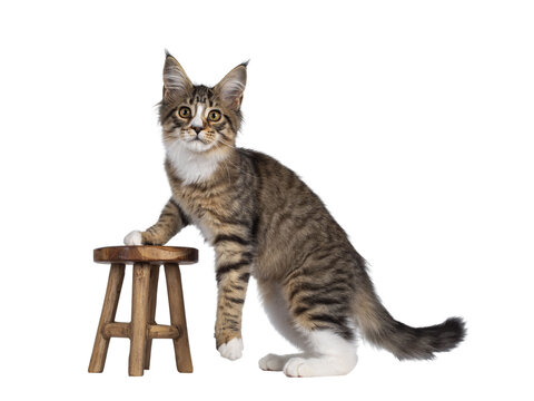 Cute alert brown tabby with white Maine Coon cat kitten, standing half on little wooden stool. Looking straight to camera. Isolated cutout on transparent background.
